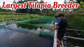 Giant Tilapia Hatchery and Nursery of Sec Manny Piñol in North Cotabato [upl. by Myrta182]