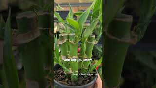 Plant Spotlight  Dracaena Sanderiana  Lucky Bamboo [upl. by Vern885]