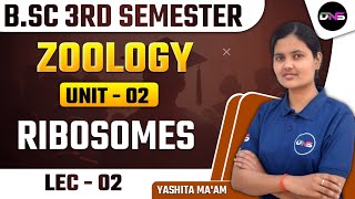 BSc 3rd Semester Zoology Unit2nd Ribosomes Lec02  BSc 2nd Year 3rd Semester Zoology Class [upl. by Zelten]