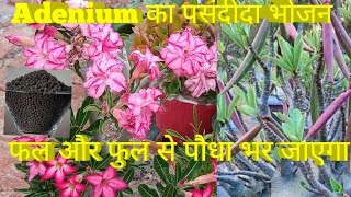 How to get maximum growth on Desert Rose PlantBest Fertilizer  Save Adenium Plant  Plant Care [upl. by Okin]