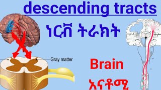 Descending tracts of Spinal Cord anatomy spinalcord nervoussystem ህብለ ሰረሰር ነርቭ ትራክት ሲስተም [upl. by Lillie]