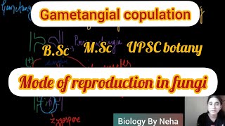 What is Gametangial Copulation  Types of Gametic fusion in fungi  Biology By Neha🌻 [upl. by Karlotte]