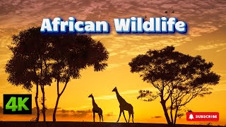 Enjoy 25 minutes of wildlife Subscribe and be a part of our channel wildlifeanimals wildlife [upl. by Selassie]