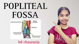 POPLITEAL FOSSA anatomy anatomy physiotherapy bdc poplitealfossa [upl. by Alokin]