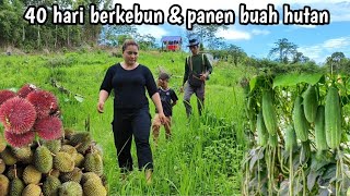 40 hari berkebun berpetualang panen buah hutan kalimantan [upl. by Dloraj986]