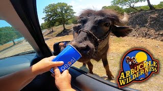 Come Feed The Animals At Arbuckle Wilderness  Unique Oklahoma Park Open For Unique Experiences [upl. by Colier]