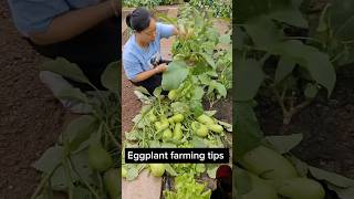 Prune after several harvest lest the Eggplant tree grow new Branches farming gardening harvest [upl. by Skantze881]