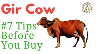 Searching Gir Cow for Sale in Gujarat  Know 7 Tips Before You Buy Gir Cow for Dairy Farming [upl. by Yleme379]