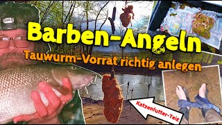 Barben und KarpfenAngeln mit KatzenfutterTeig  TauwurmVorrat für Aal und Wels richtig anlegen [upl. by Nesaj]