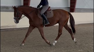 HUNTERDRESSAGEMACADE 2019 gelding by Donnerhall ANSporthorses [upl. by Aiselad]