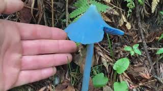 Blue Mushrooms  Cogumelos Azuis  Found in Brazil  Achado no Brasil Entoloma hochstetter [upl. by Nema]