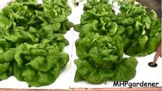 Easy Hydroponics  Anybody Can Do This [upl. by Elliven]