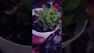 haworthia cymbiformis 💓sorts keşfet gardenplants sort [upl. by Adien]