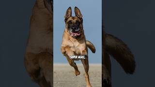 Malinois vs German Shepherd Ultimate Guide to Differences amp Similarities [upl. by Melvyn181]