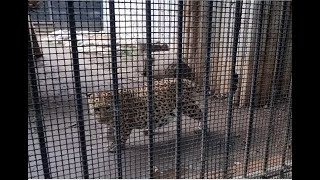 النمر الإفريقي في حديقة الحيونات  الجزائر African Leopard in the zoo  Algeria  2024  4K [upl. by Eladnyl]