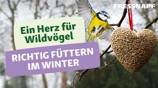 Vögel im Winter füttern So gehts richtig [upl. by Bendicta]