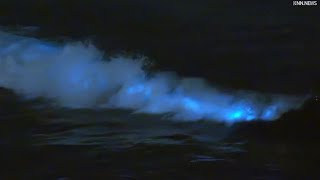 Bioluminescent Waves at Venice Beach [upl. by Cornelia735]