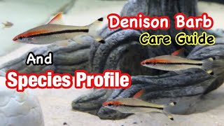 Denison Barb Roseline Shark Care Guide Breeding and Species Profile [upl. by Tami]