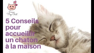 Comment bien accueillir son chaton à la maison 5 conseils pour préparer son arrivée [upl. by Enomys321]