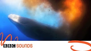 Thar she blows Diver caught in whale poonado  BBC Sounds [upl. by Benisch]