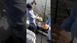 Trolling striped bass trend trending shorts [upl. by Medora731]