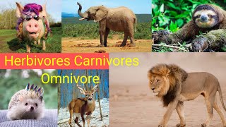 Three types of animals  Herbivore Carnivore  Omnivore animals and their food [upl. by Orfield]