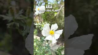 Desert Plant Matilija Poppy Romneya coulteri [upl. by Yecak]