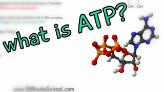 What is ATP Adenosine Triphosphate  EXPLAINED IN 2 MINUTES [upl. by Tolland]