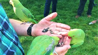 The Wild Parakeets Ringneck of Hyde Park in London UK [upl. by Ahsini415]