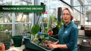 How to RePot an Orchid [upl. by Tobe278]