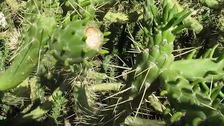 Succulents Cylindropuntia Subulata [upl. by Askwith]