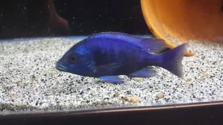 Placidochromis Gissel Breeder Male [upl. by Halfon]