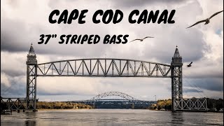 Cape Cod Canal Fishing 37quot Striped Bass June 2023 [upl. by Arretnahs124]