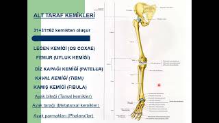 Genel Anatomi 8in 1i Alt taraf kemikleri İnsan Anatomisi TUS DUS SBF Soru çözümü Arasınav [upl. by Annohsat]