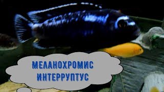 МЕЛАНОХРОМИС ИНТЕРРУПТУС [upl. by Centonze375]