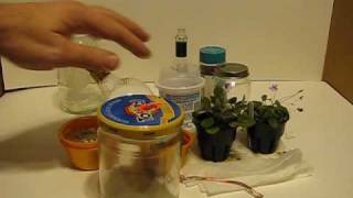 How to make a Micro Terrarium [upl. by Calvert]