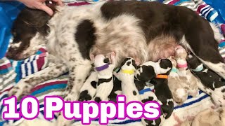 Our Dog Giving Birth to 10 Puppies First Litter Brittany Spaniel [upl. by Perron]