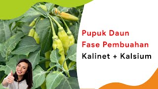 Pupuk Kalinet Cair  Kalsium Pupuk Daun Masa Pembuahan [upl. by Aerdnac]