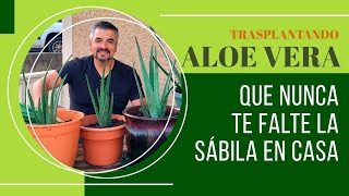 ¡Cómo trasplantar aloe vera Plantas [upl. by Janicki906]