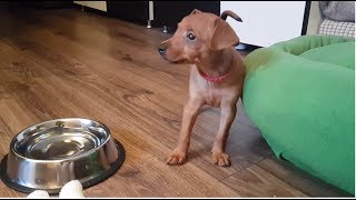 Bringing Our Miniature Pinscher Home 2 [upl. by Petras660]