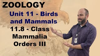 Zoology Unit 11 118  Mammalian Orders III [upl. by Blane]