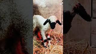 Just a small video of our Valais Blacknoses [upl. by Nnagrom]