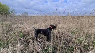 Deutsch Drahthaar  Jagdhunde  Hunting dog spring trainingPheasant [upl. by Llahsram191]