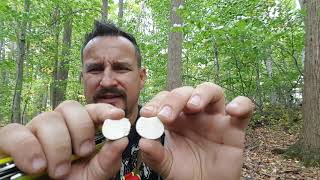 Pear Shaped Puffball mushroom [upl. by Hairim]