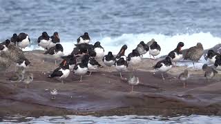 Waders roosting on the shore at Seahouses Northumberland [upl. by Izaak]