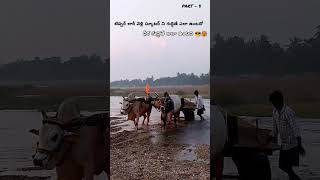 ధీర వెనక ఉన్నాంతవరకే ముందుకొస్తే 🥵 very powerful Ongole gittalu  Ongole bulls  MID Ongole bulls [upl. by Linnea]