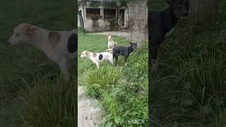 Amazing two dogs Breeding mating  YouTube video  youtube viral [upl. by Anale]