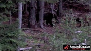 Caucasian Ovcharka chases grizzly bear out of our yard [upl. by Asiluj]