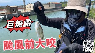 台南將軍 颱風前大咬一波 巨無霸花身魚 腳路好 下車馬上開釣 前打 釣魚 娟娟去哪兒 fishing 女釣手 [upl. by Areis]