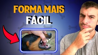 4 Formas Diferentes de Fazer o Cachorro Parar de Morder [upl. by Guy]